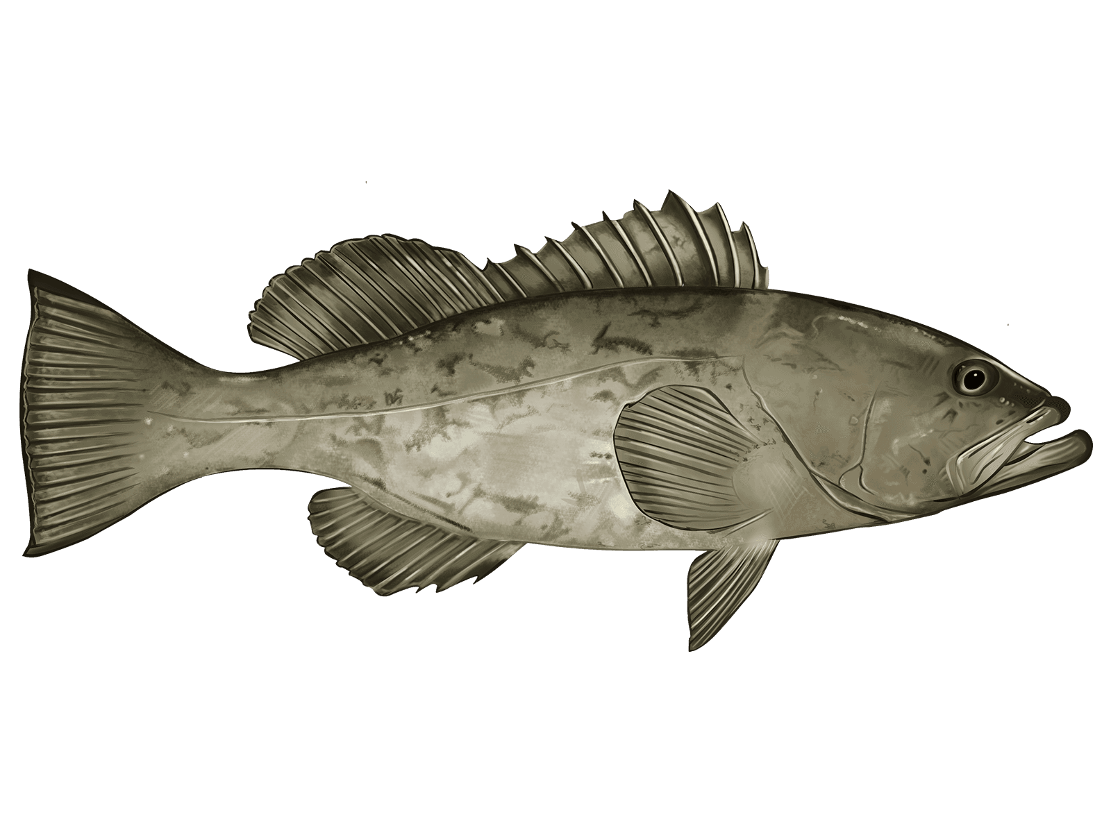 Gag Grouper